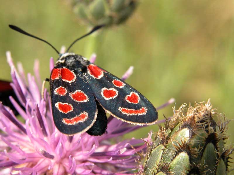 Zygaena viciae o lonicerae, questo  il dilemma